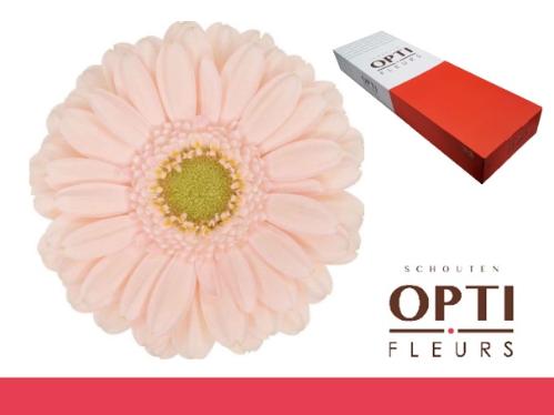 Gerbera mini Alix-Noor