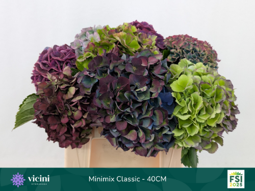 Hydrangea gemengd (classic)