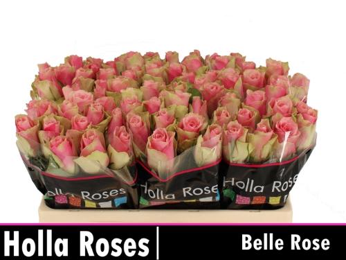 Rosa grootbloemig Belle Rose