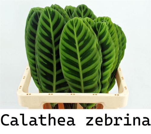 Calathea lancifolia