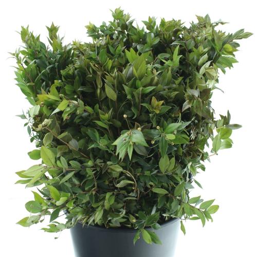 Myrtus communis per bos