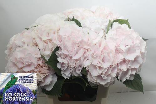 Hydrangea macrophylla 'Sweet Verena'