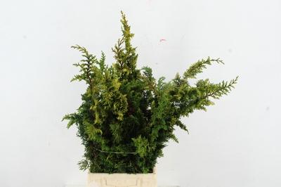 Chamaecyparis obtusa 'Tetragona Aurea'
