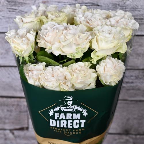 Rosa grootbloemig overig