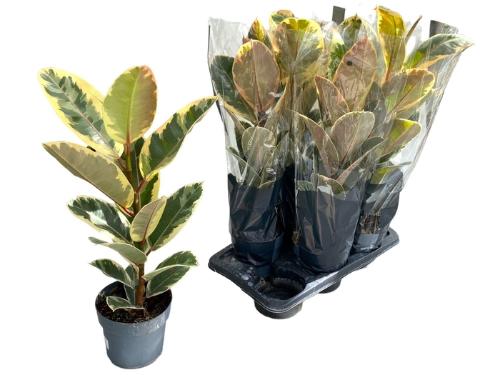 Hippeastrum per kelk overig gestreept