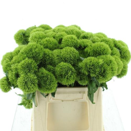 Dianthus barbatus Kiwi Mellow