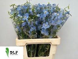 Delphinium Belladonna Grp enkelbloemig 'Ballkleid'