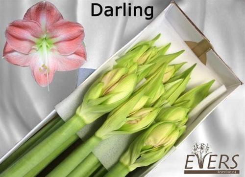 Hippeastrum Diamond Grp 'Darling'