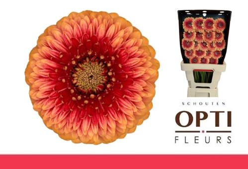 Gerbera mini bolvormig Pomponi Beaker