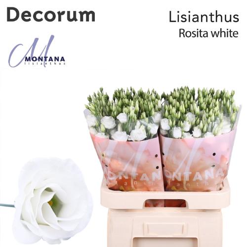 Eustoma russellianum gevuldbloemig 'Rosita White'