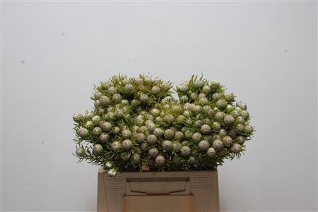 Leucadendron linifolium 'Jade Pearl' (vertakt)