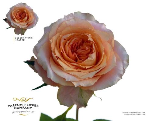 Rosa grootbloemig overig