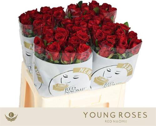 Rosa grootbloemig Red Naomi!