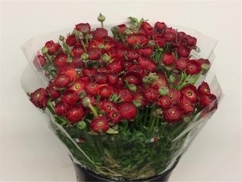 Ranunculus asiaticus 'Elegance Red'