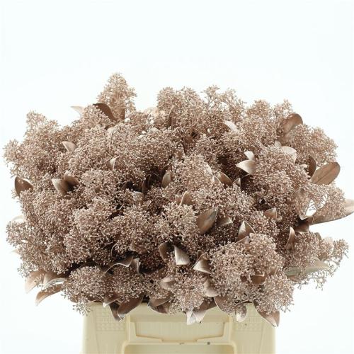 Skimmia per bos overig kleurbehandeld H%