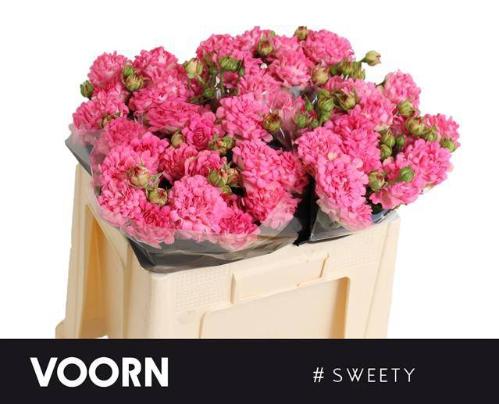 Rosa tros #Sweety