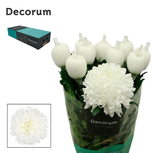 Chrysanthemum Indicum Grp geplozen kas Antonov