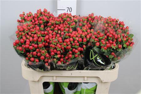 Hypericum androsaemum Tomato Flair