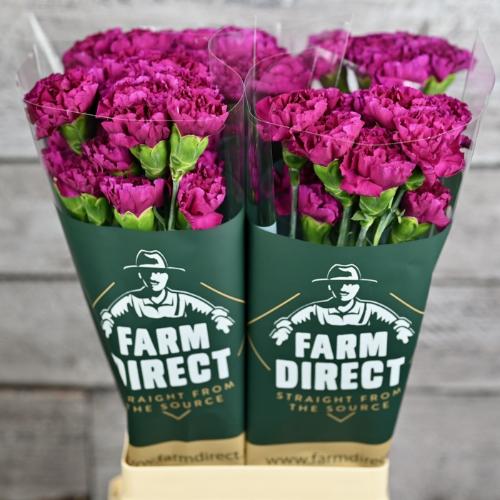 Dianthus standaard 'Golem'