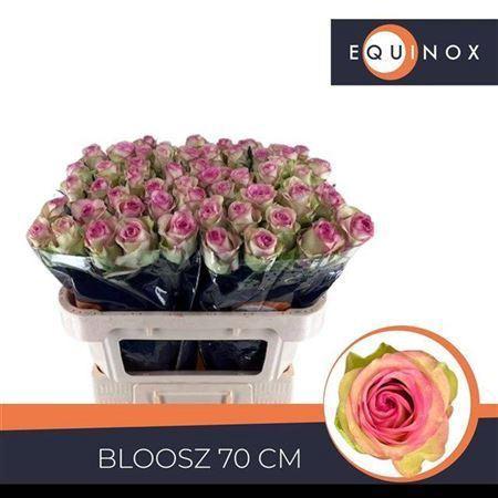 Rosa grootbloemig Bloosz