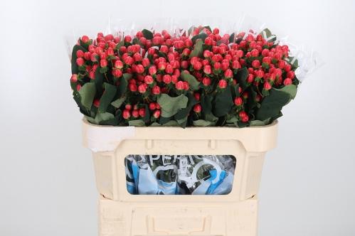 Hypericum Coco Tango