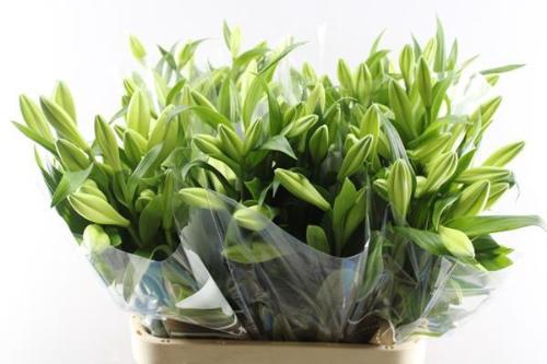 Lilium longiflorum 'Watch Up'