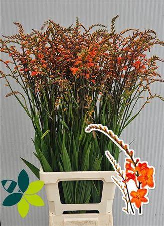 Crocosmia 'Peach Melba'