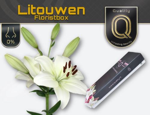 Lilium Longiflorum x Aziatische Grp 'Litouwen'