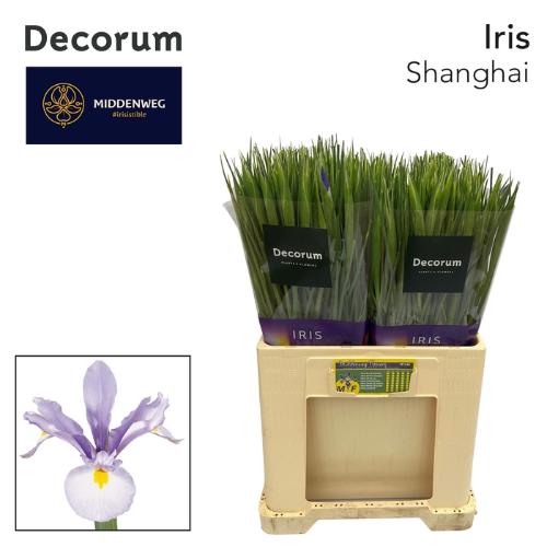Iris Hollandse Iris Grp 'Shanghai'