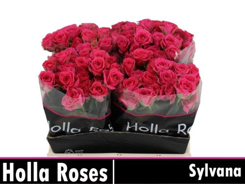 Rosa tros Sylvana