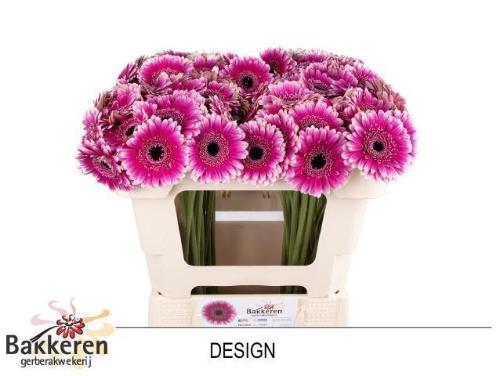 Gerbera mini Design
