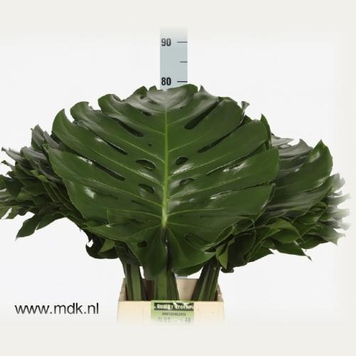 Monstera (blad)