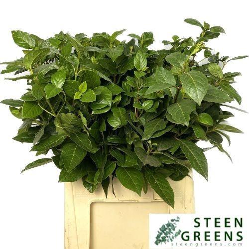 Viburnum tinus per stuk overig