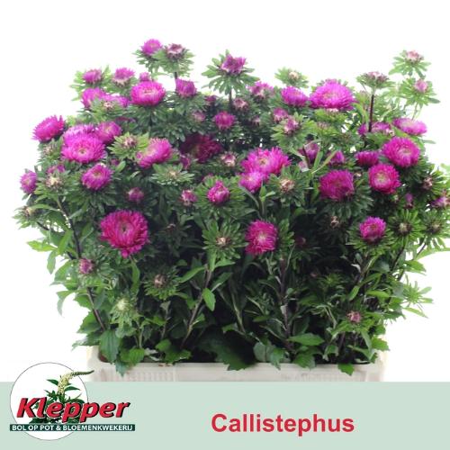 Callistephus chinensis 'Azumi XL Pink'