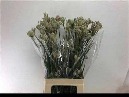 Anigozanthos Bush Diamond