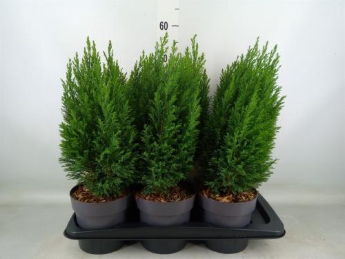 Chamaecyparis lawsoniana 'Ellwoodii'