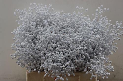 Snijbloemen overig kleurbehandeld H%