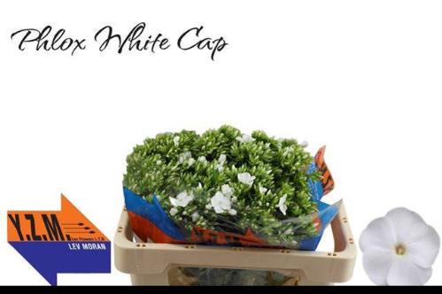 Phlox Paniculata Grp Whitecap