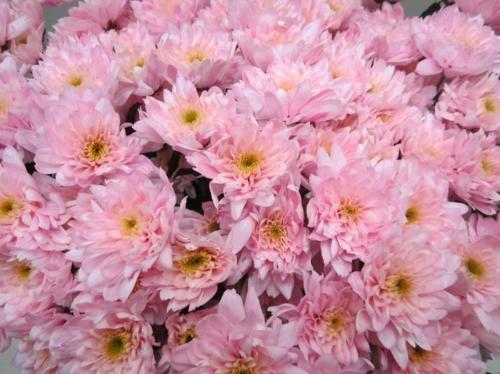 Chrysanthemum Indicum Grp tros kas kleurbehandeld H%