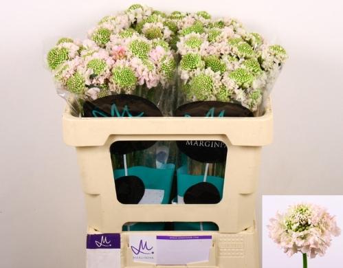 Scabiosa atropurpurea French Vanilla Bon Bon Scoop