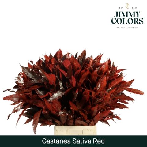 Castanea sativa kleurbehandeld H%