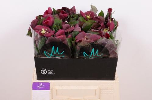 Helleborus 'Mammoth Red'