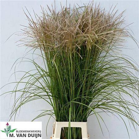 Miscanthus sinensis overig
