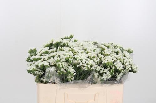 Limonium sinuatum overig