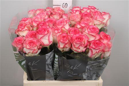 Rosa grootbloemig Jumilia