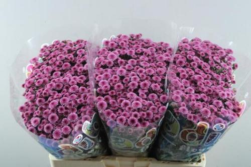 Chrysanthemum (Indicum Grp) tros santini Madiba Pink Tyolo