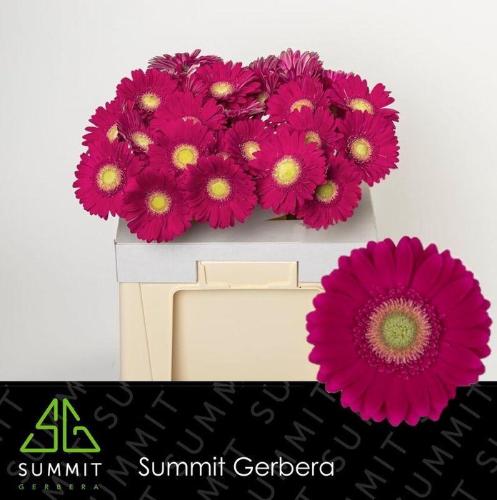 Gerbera grootbloemig Ambassador