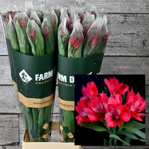 Alstroemeria Nadya