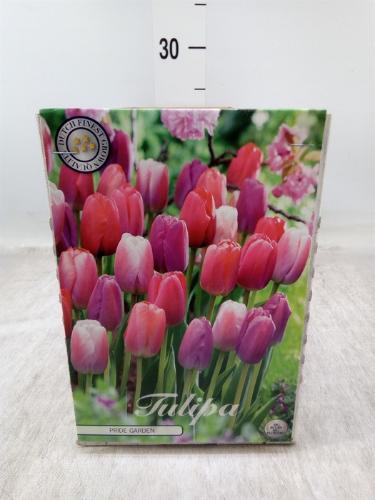 Tulipa (bol)