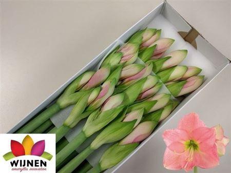 Hippeastrum Diamond Grp 'Paris'